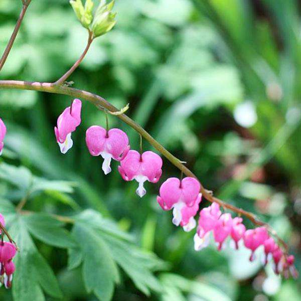 Buy Bleeding Hearts Online | Shde Perennials for Sale | Bay Gardens