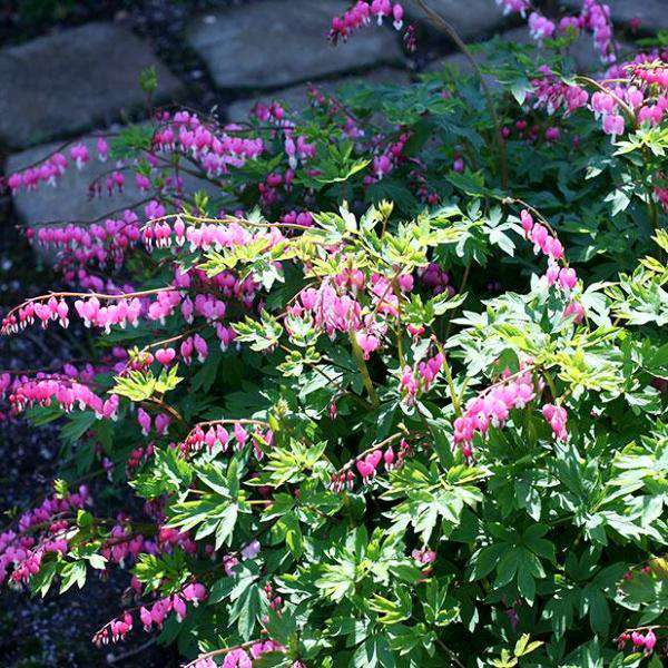 Buy Bleeding Hearts Online | Shde Perennials for Sale | Bay Gardens