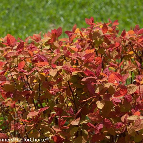 Photo courtesy of Proven Winners - www.provenwinners.com