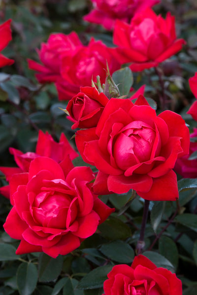 Rosa 'Double Knockout'®