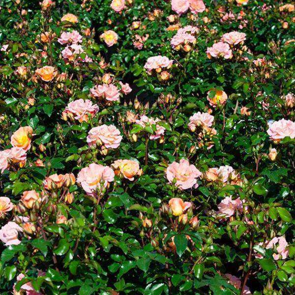 Rosa 'Peach Drift'® ('Meiggili') | Flowering Shrubs | Bay Gardens