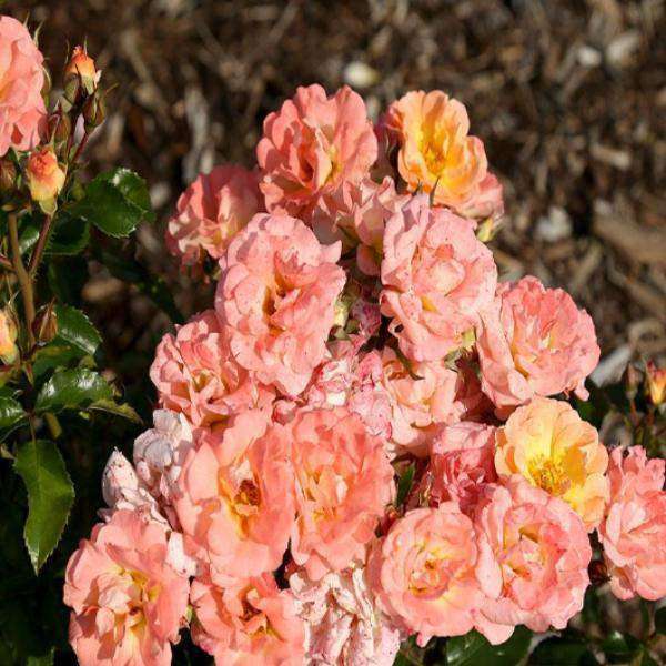 Rosa 'Drift Peach'