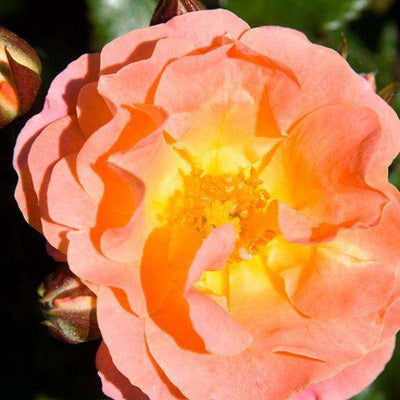 Rosa 'Peach Drift'