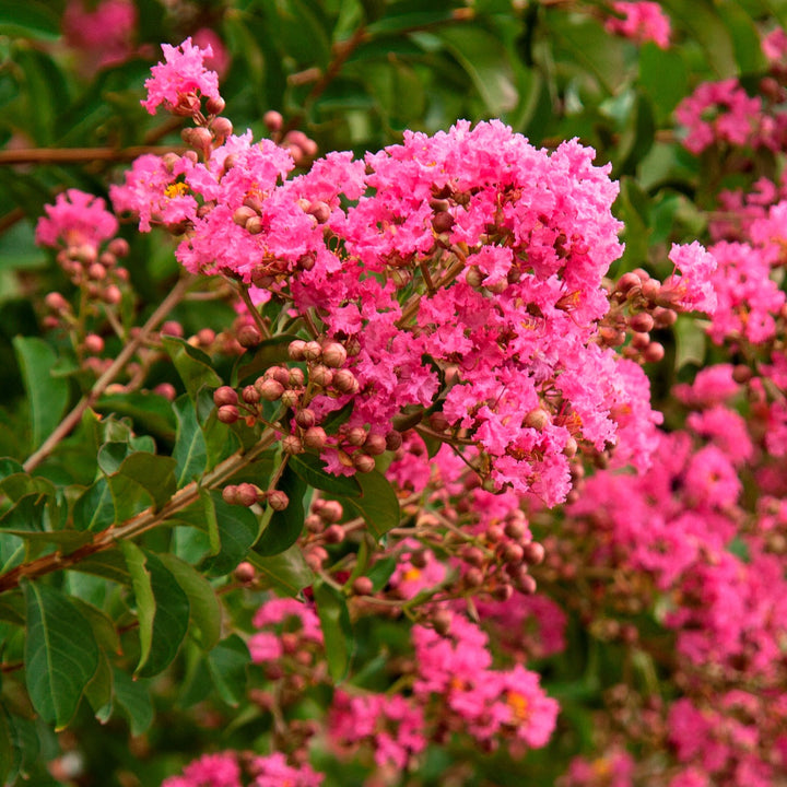 Crape Myrtle 'Hopi' (Pink)