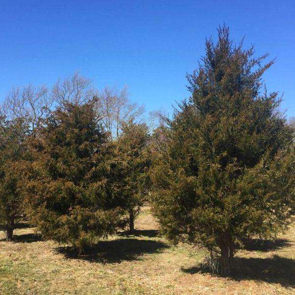 Buy Eastern Red Cedar Online | Native Privacy Evergreen Tree | Bay Gardens