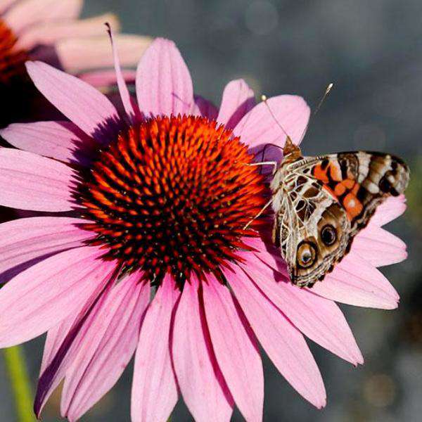 Buy Echinacea magnus Coneflower Online | Sun Perennials for Sale | Bay Gardens