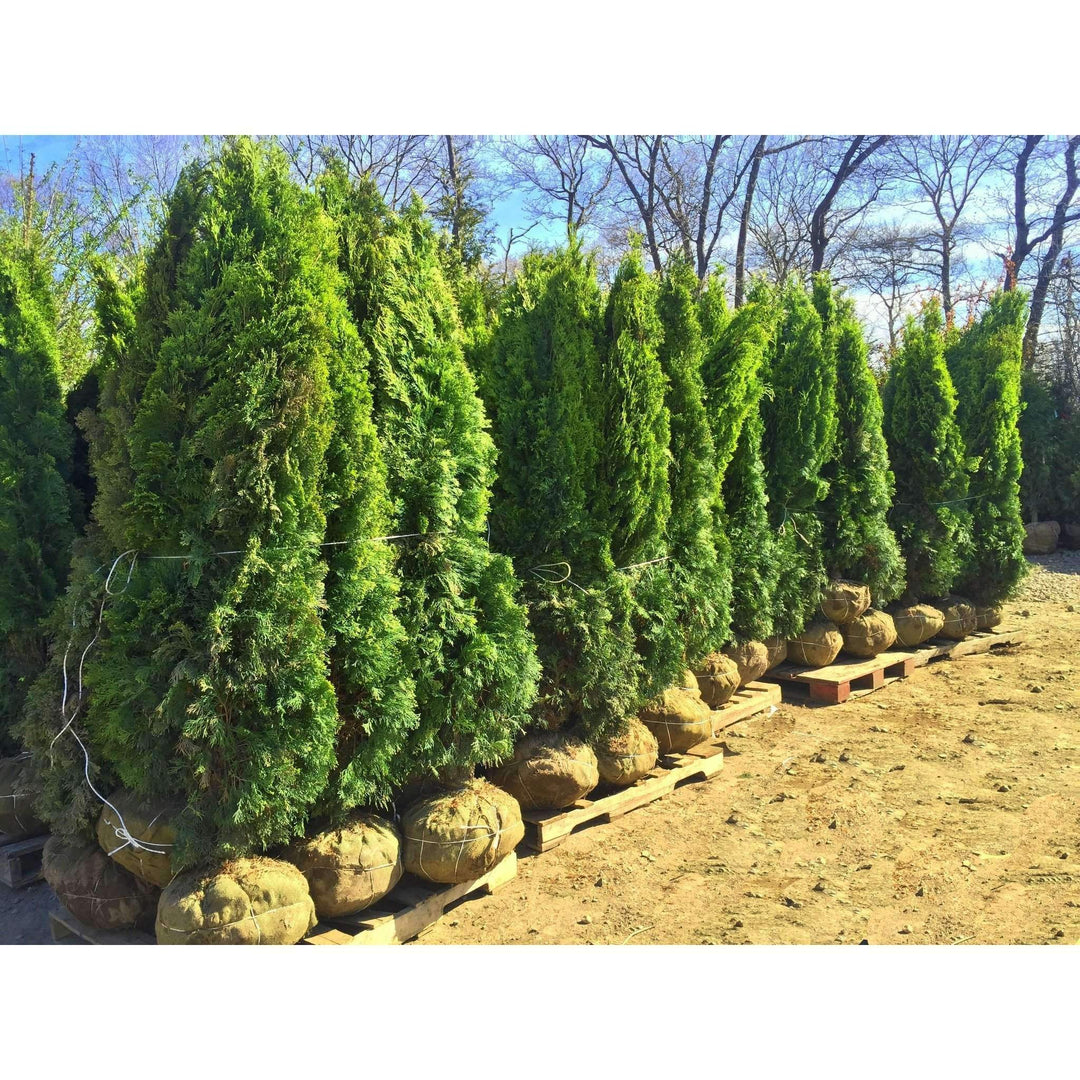 Buy Emerald Green Arborvitae Privacy Trees Online