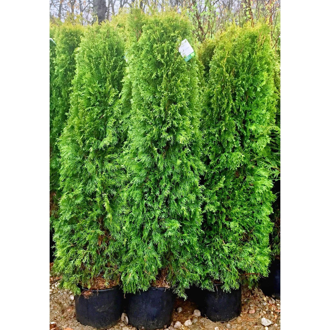 Emerald Green Arborvitae-Bay Gardens NY-Bay Gardens