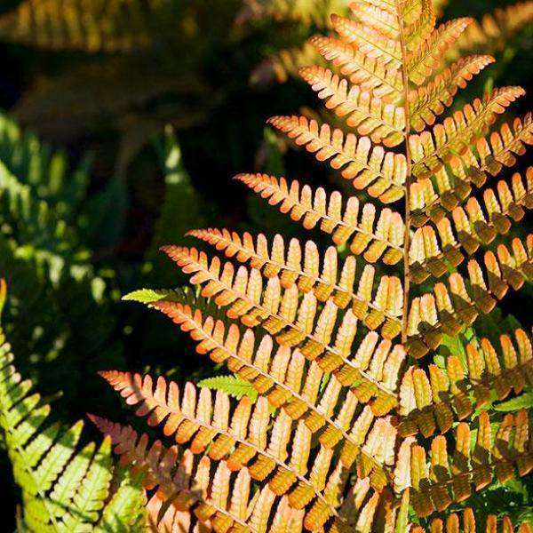 Buy Autumn Fern Online | Shade & Sun Perennials for Sale | Bay Gardens