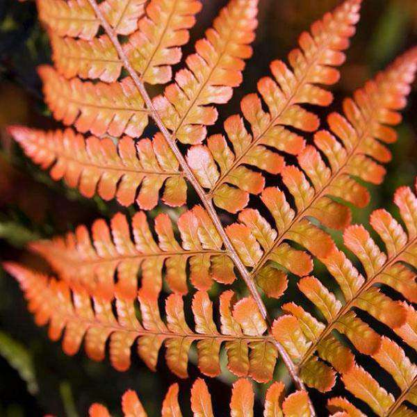 Buy Autumn Fern Online | Shade & Sun Perennials for Sale | Bay Gardens