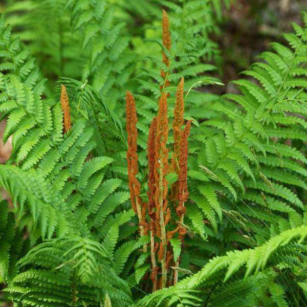 Buy Cinnamon Fern Online | Deer Resistant Shade Perennials | Bay Gardens