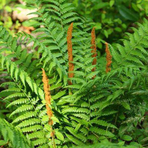 Buy Cinnamon Fern Online | Deer Resistant Shade Perennials | Bay Gardens