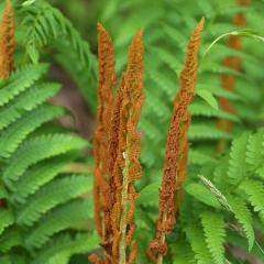 Buy Cinnamon Fern Online | Deer Resistant Shade Perennials | Bay Gardens