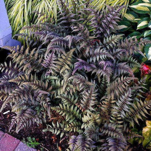 Japanese Painted Fern