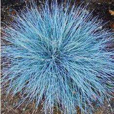 Festuca 'Elijah Blue'-Bay Gardens-Bay Gardens