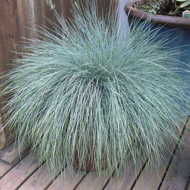 Festuca 'Elijah Blue'-Bay Gardens-Bay Gardens