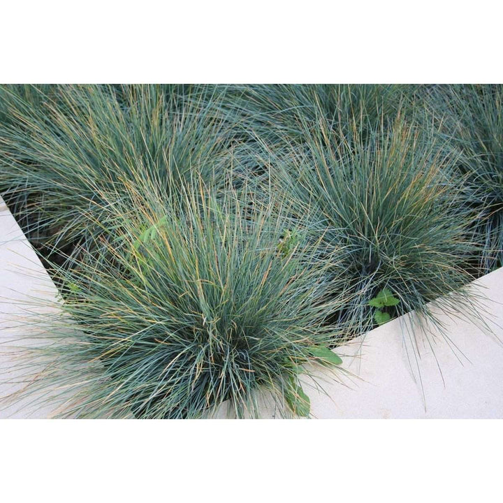 Festuca 'Elijah Blue'-Bay Gardens-Bay Gardens