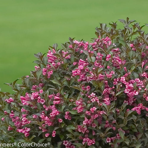 Weigela flo. 'Fine Wine®'