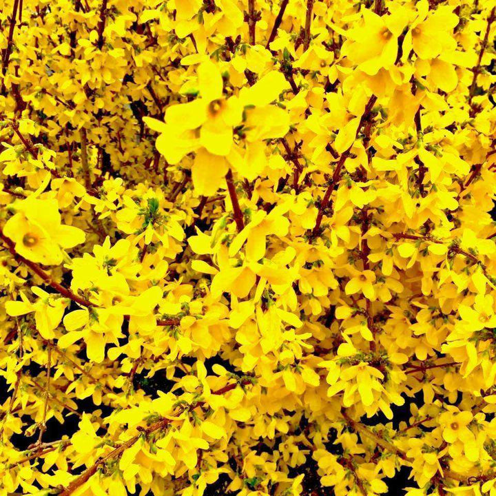 Forsythia-Bay Gardens NY-Bay Gardens