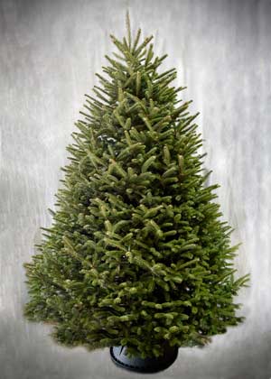 Balsam/Fraser Hybrid Christmas Tree (Falsam) : Premium