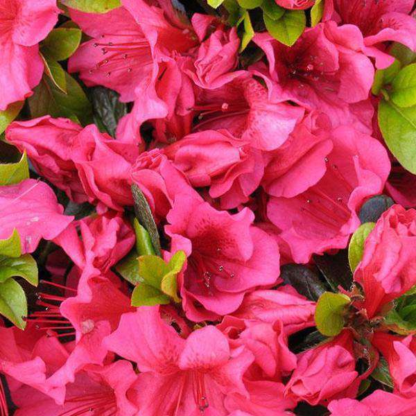 Buy Girards Crimson Azalea | Flowering Evergreen Shrubs | Bay Gardens