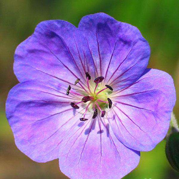 Buy Geranium 'Rozanne' Online | Hardy Geranium | Blue Flowering Perennial | Bay Gardens 