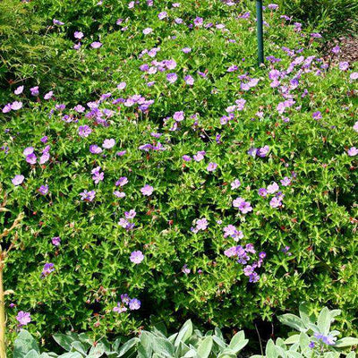 Buy Geranium 'Rozanne' Online | Hardy Geranium | Blue Flowering Perennial | Bay Gardens 