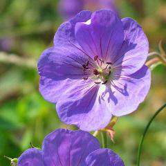 Buy Geranium 'Rozanne' Online | Hardy Geranium | Blue Flowering Perennial | Bay Gardens 