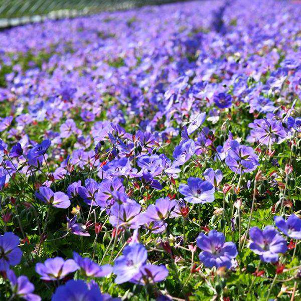 Buy Geranium 'Rozanne' Online | Hardy Geranium | Blue Flowering Perennial | Bay Gardens 