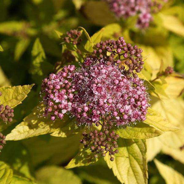 golden spirea plant Buy Spirea japonica 'Gold Mound' | Flowering Shrubs
