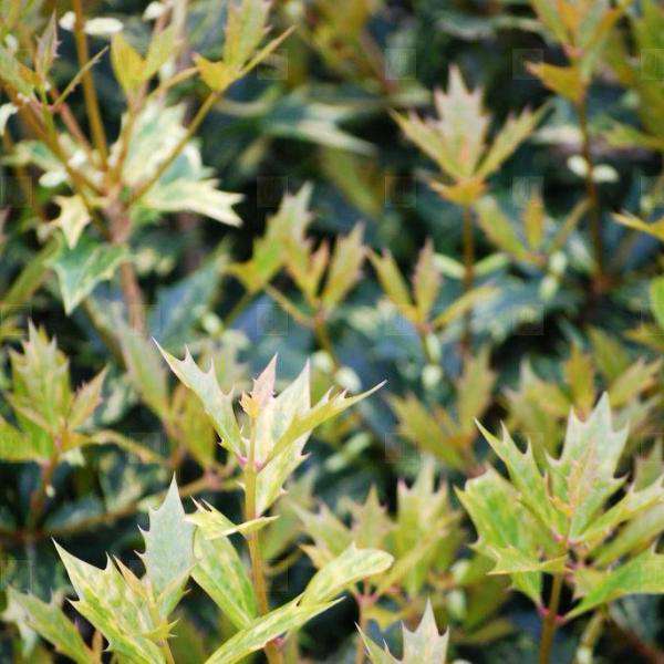 Osmanthus heterophyllus 'Goshiki'