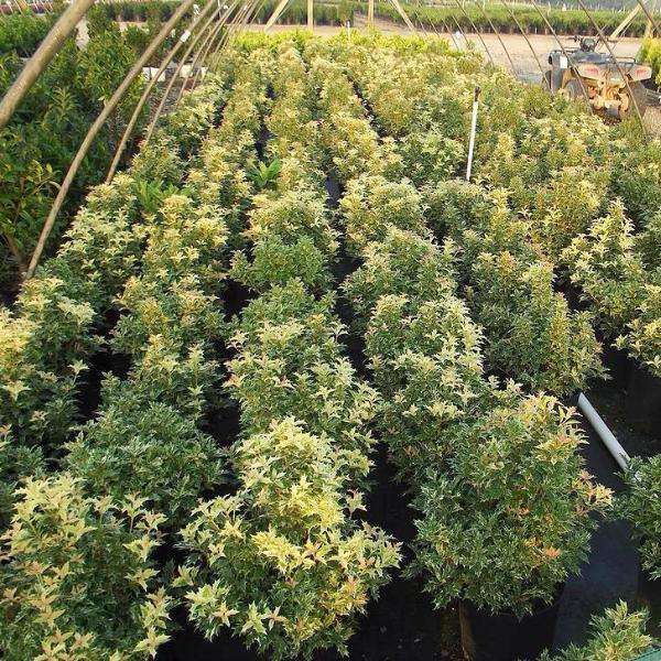 Osmanthus heterophyllus 'Goshiki'