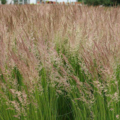 Buy 'Karl Foerster' Feather Reed Grass Online | Deer Resistant Ornamental Grass | Bay Gardens