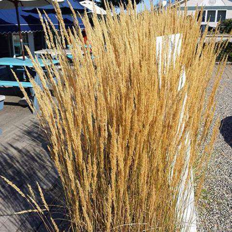 Buy 'Karl Foerster' Feather Reed Grass Online | Deer Resistant Ornamental Grass | Bay Gardens