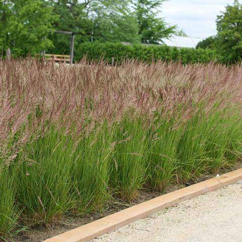 Buy 'Karl Foerster' Feather Reed Grass Online | Deer Resistant Ornamental Grass | Bay Gardens