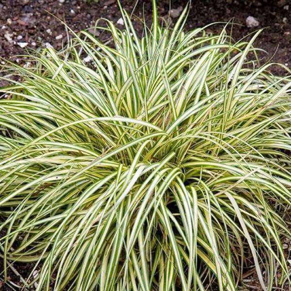 Buy Carex 'Evergold' Online | Shade Tolerant | Deer Resistant | Evergreen Ornamental Grasses | Bay Gardens