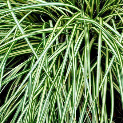Buy Carex 'Evergold' Online | Shade Tolerant | Deer Resistant | Evergreen Ornamental Grasses | Bay Gardens