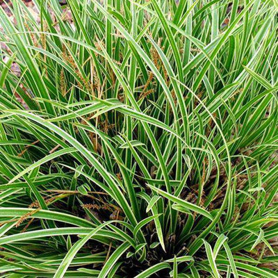 Buy Carex 'Ice Dance' Online | Evergreen Ornamental Grass | Deer Resistant | Bay Gardens