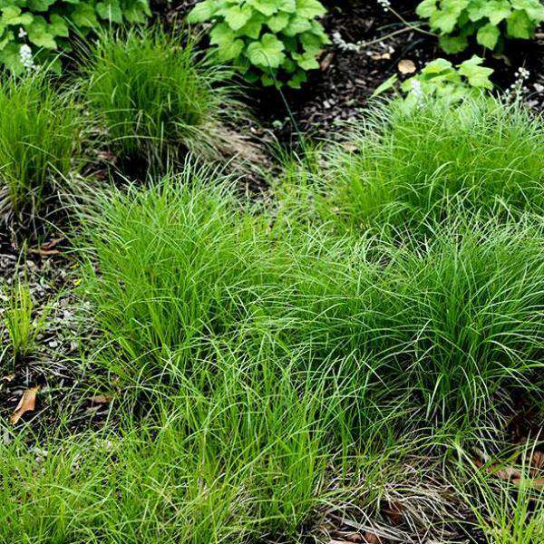 Carex pensylvanica | Pennsylvania Sedge Grass | Deer Resistant | Shade Tolerant | Native Grass