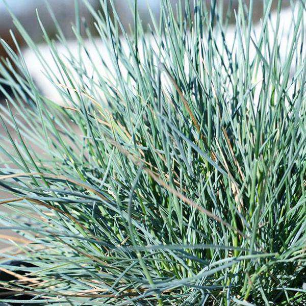 Elijah Blue Fescue - Festuca glauca.