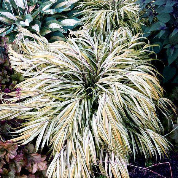 Buy Hakonechloa 'Aureola' Online | Ornamental Grasses for Shade | Bay Gardens