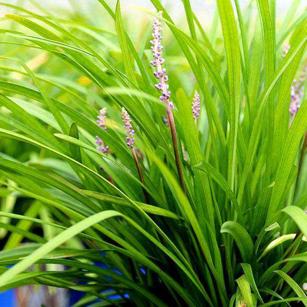 Big Blue Lily turf - Liriope muscari &