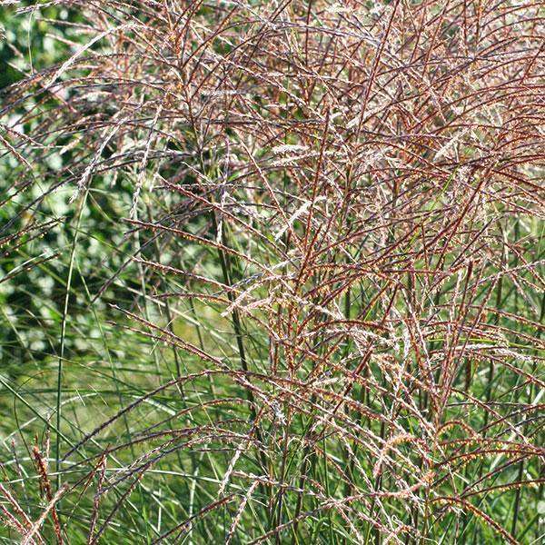 Maiden Grass - Miscanthus &