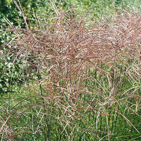 Maiden Grass - Miscanthus &