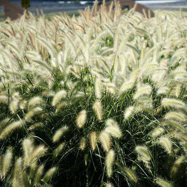 Buy Fountain Grass Online | Pennisetum alopecuroides | Deer Resistant Ornamental Grass for Sale | Bay Gardens