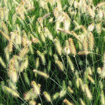 Buy Pennisetum 'Hameln', Dwarf Fountain Grass, Online | Deer Resistant Ornamental Grass for Sale | Bay Gardens