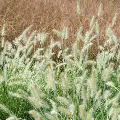 Buy Pennisetum 'Hameln', Dwarf Fountain Grass, Online | Deer Resistant Ornamental Grass for Sale | Bay Gardens