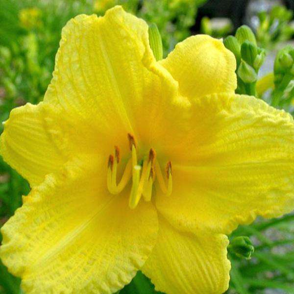 Buy Daylily 'Happy Returns' Online | Yellow Flower Sun Perennial | Bay Gardens