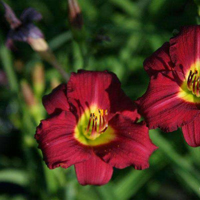 Buy Daylily 'Padon Me' Online | Red Flower Sun Perennial | Bay Gardens