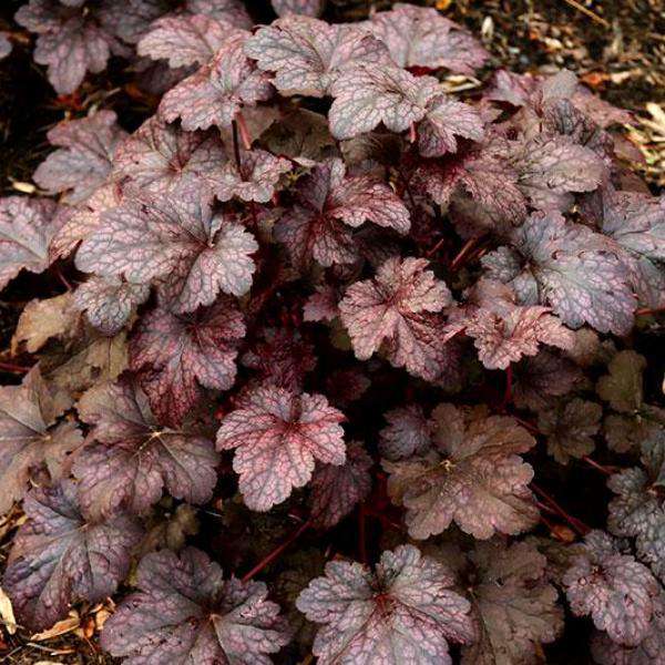 Coral Bells - Heuchera 'Plum Pudding'